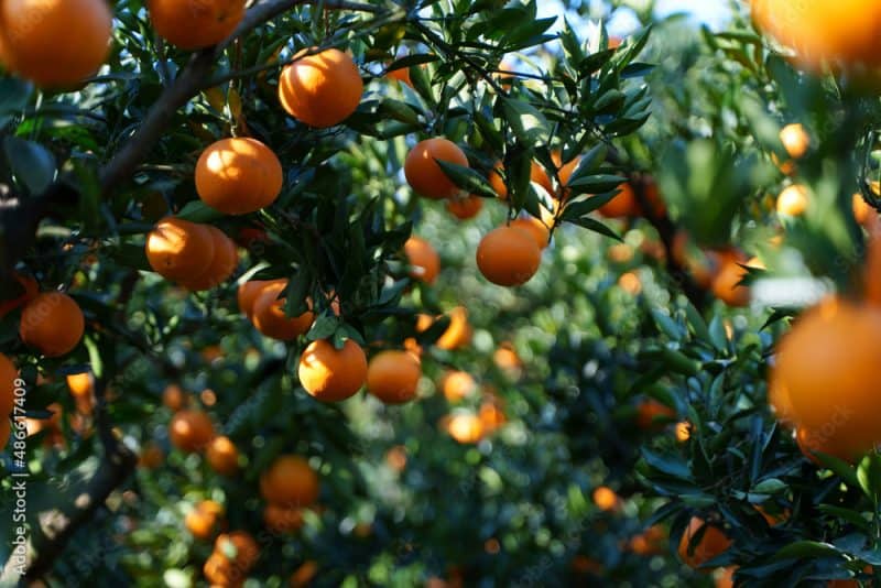 orange farm