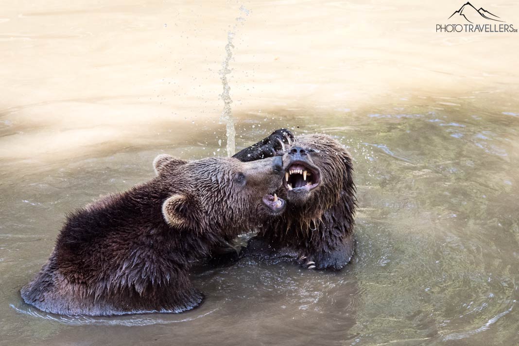 Zwei spielende Bären im Wasser im Tier-Freigelände im Nationalparkzentrum Lusen