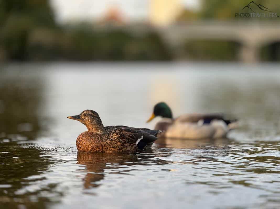 Zwei Enten auf der Isar in München, fotografiert mit dem iPhone 15 Pro Max mit 120 mm Brennweite im Porträt-Modus
