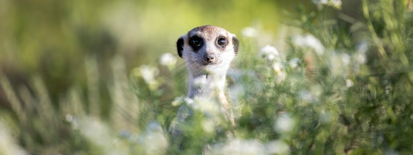 Meerkat-on-a-pan FAQ