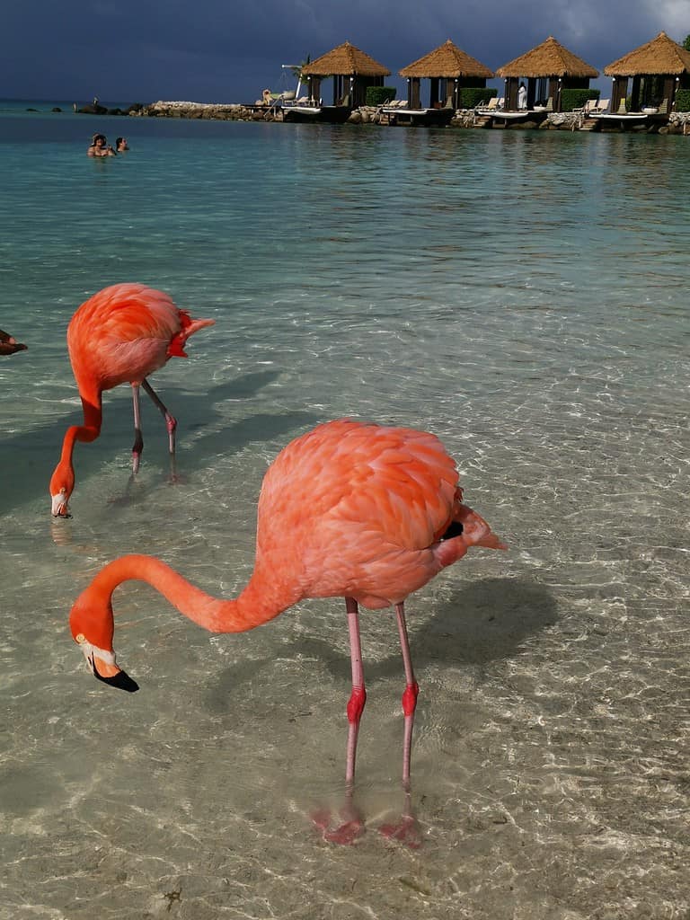 Caribbean Cruise with TUI - Nov/Dec 2022 - The 40% Diesel Fail 40 Stunning flamingos