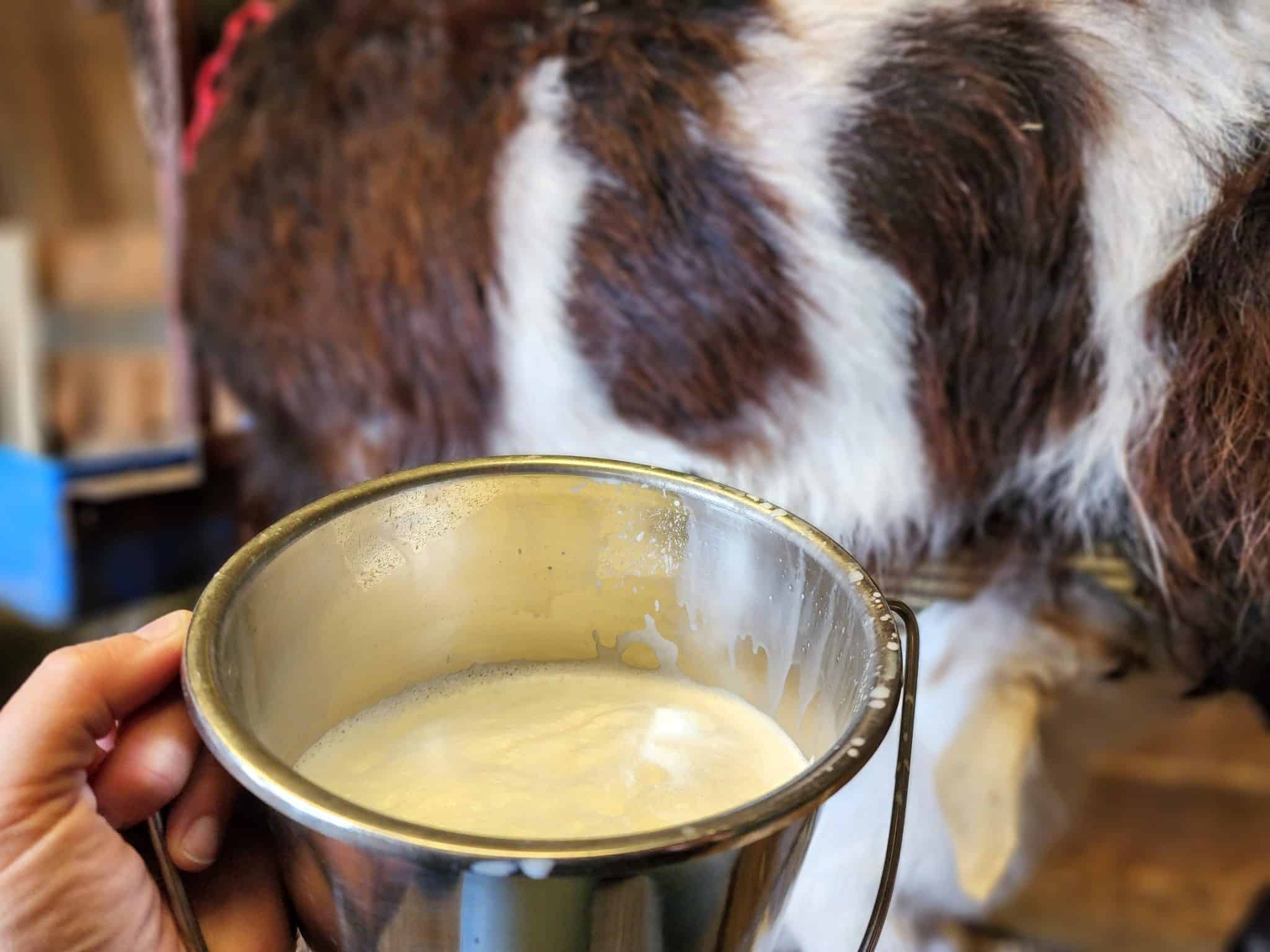 Black and white goat in the background with a bucket of fresh raw milk in the foreground.