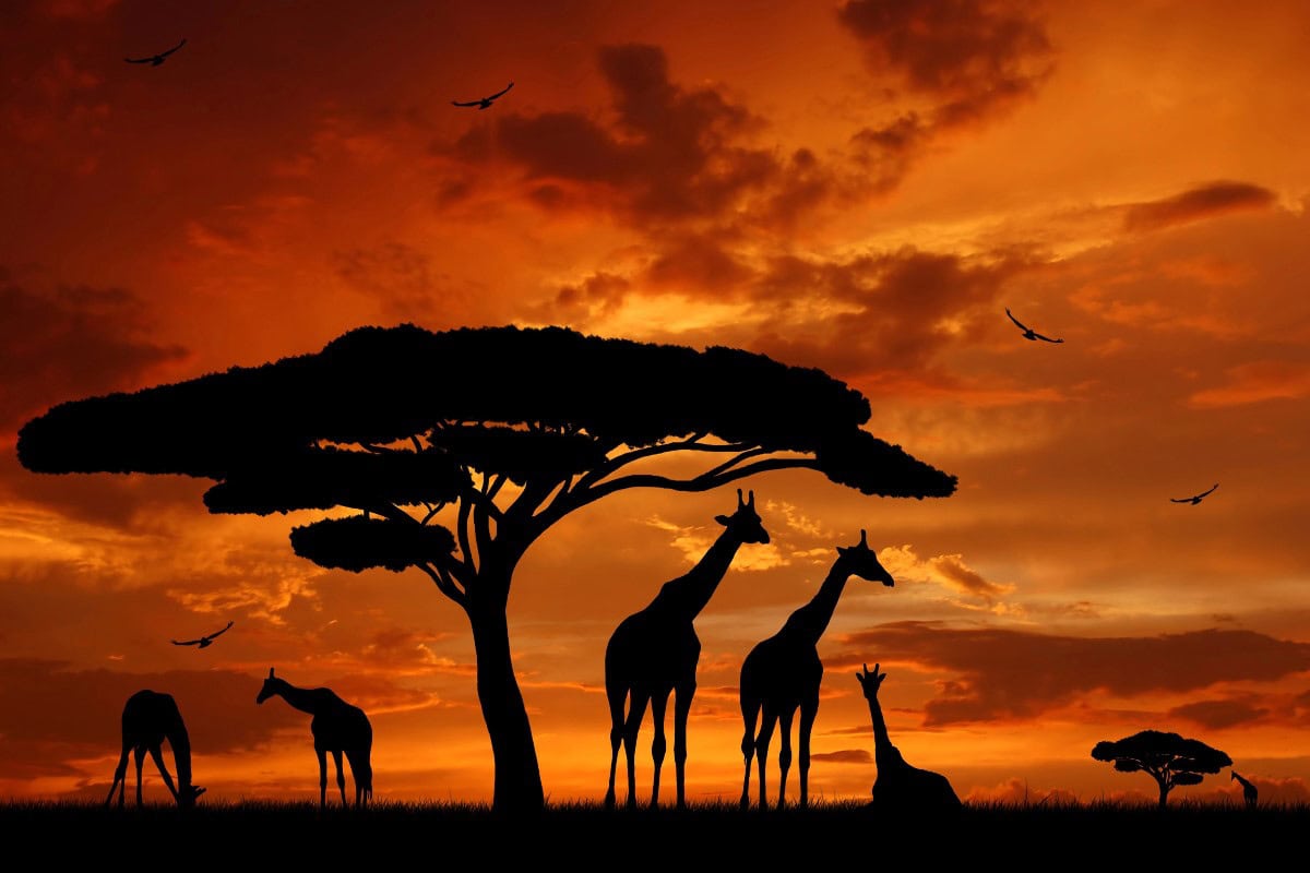 african safari aesthetic