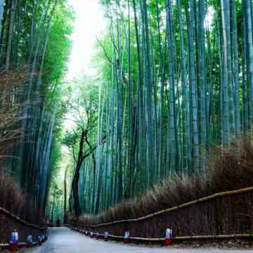 Arashiyama
