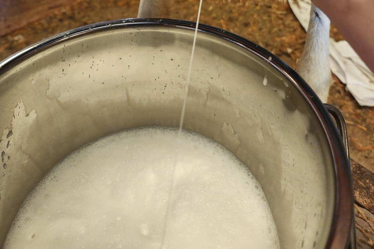 a stainless steel bucket full of goat milk