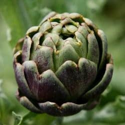anghinare artichoke artichaut carciofo alcachofa Artischocke legume ordonate alfabetic gokid