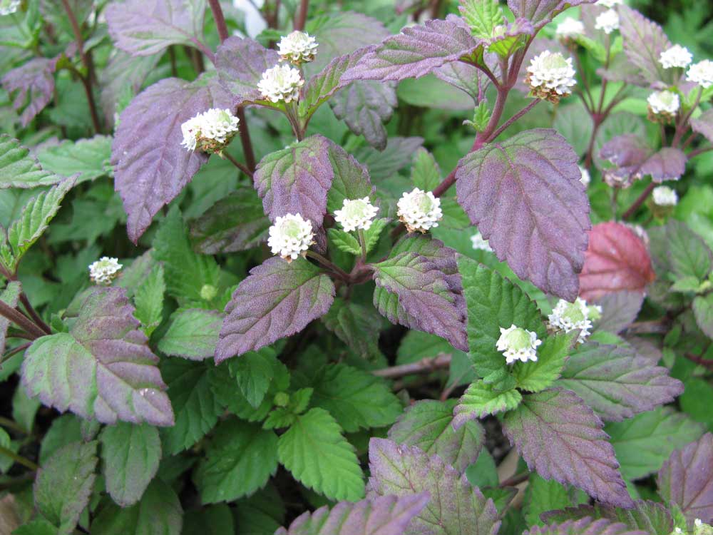 Kräuter Aztekisches-Süßkraut web