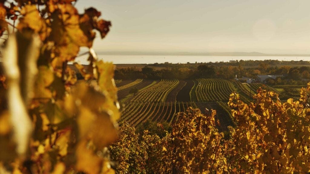 Vines at Lake Neusiedl with a view of the lake at sunset.