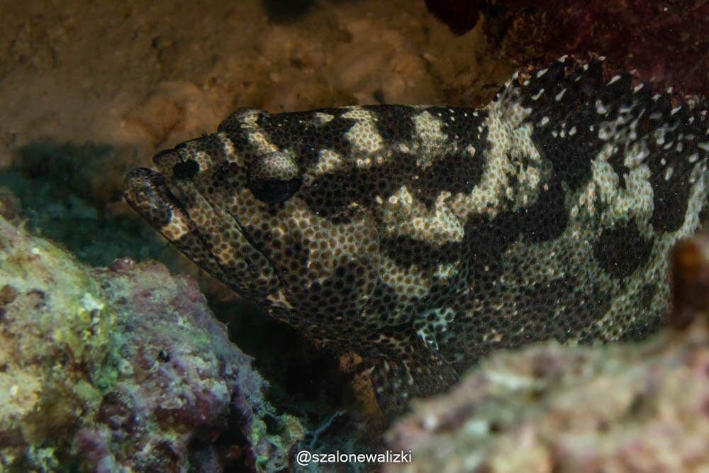 nurkowanie na thulusdoo