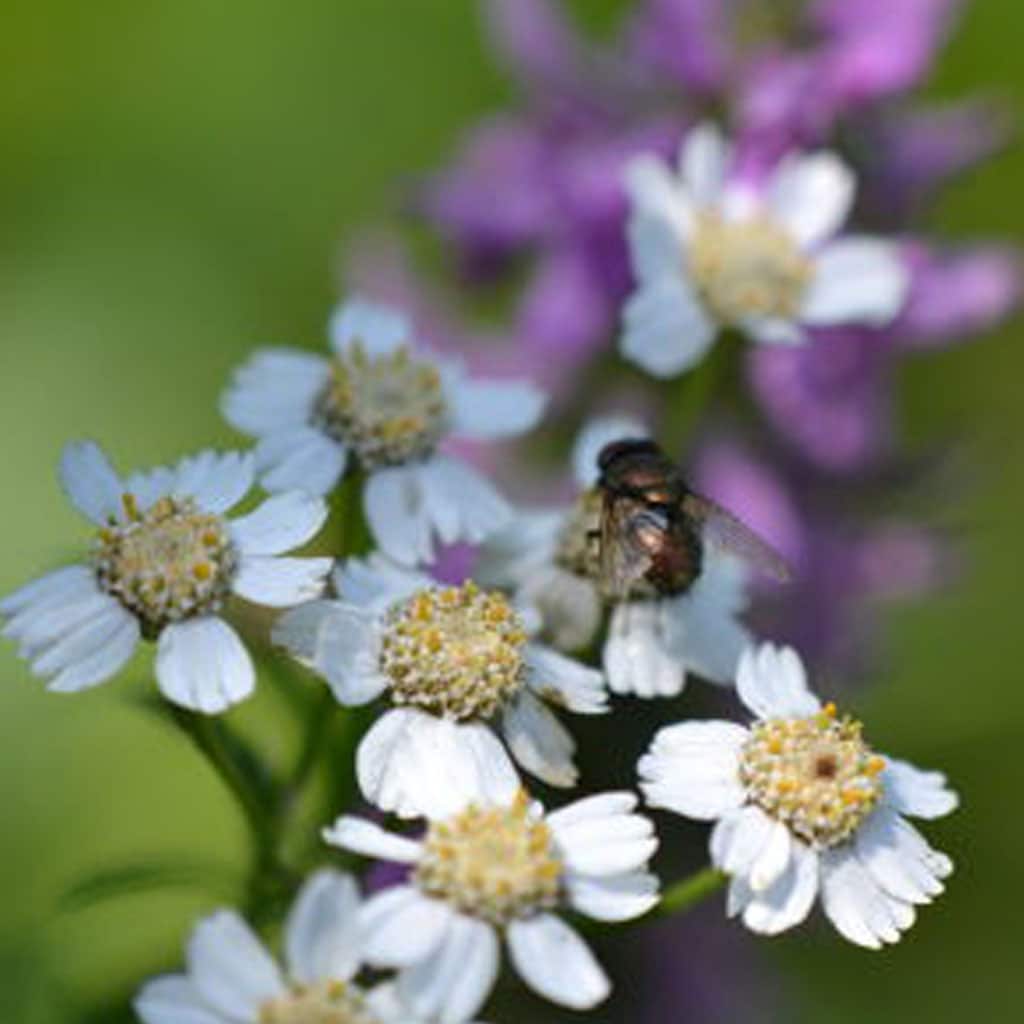 Achillea ptarmica / Bertram-Schafgarbe