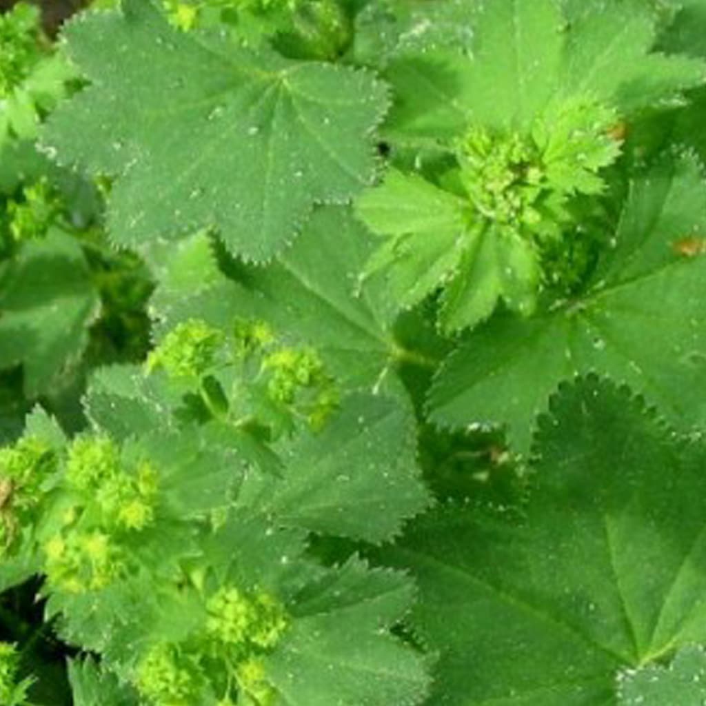 Alchemilla vulgaris / Spitzlappen-Frauenmantel