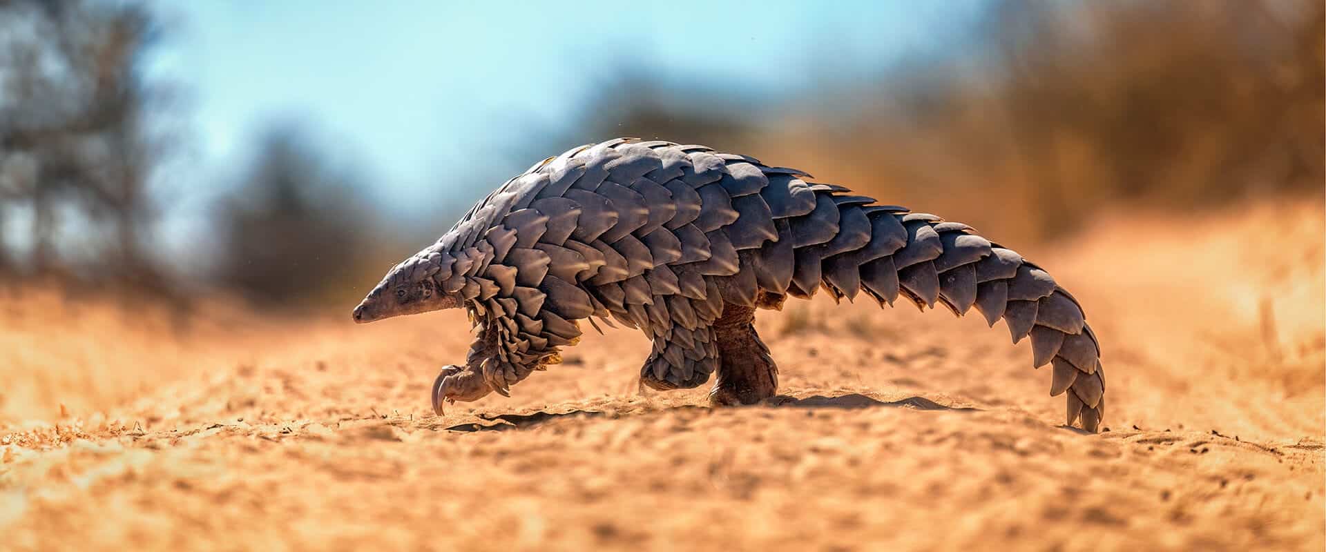 Pangolin safari - male pangolin crossing a Kalahari road on two legs, tail extended