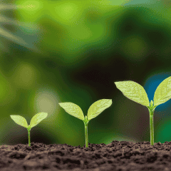 Three small plants growing in soil, symbolizing growth opportunities and career advancement in senior care and in-home services