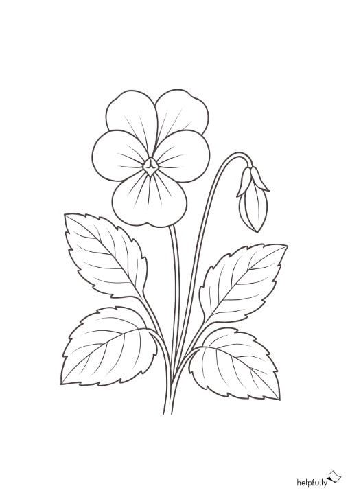 Schöne Veilchen zum Ausdrucken und Ausmalen