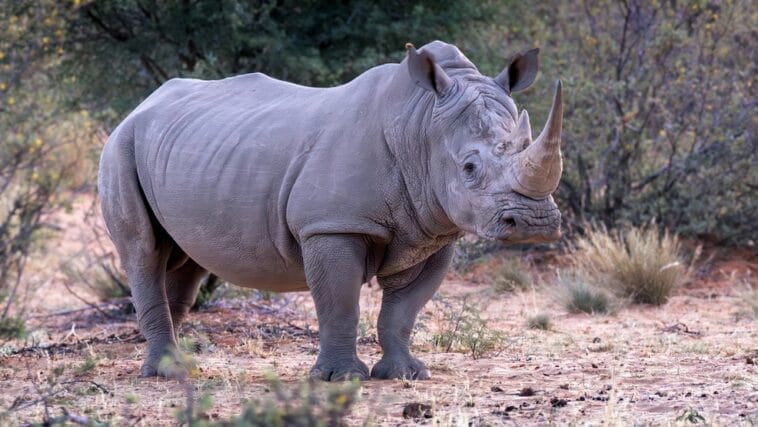south-africa-white-rhino-full-body Full-body side view of a white rhinoceros in South Africa, highlighting its gray skin, thick hide, and two horns.