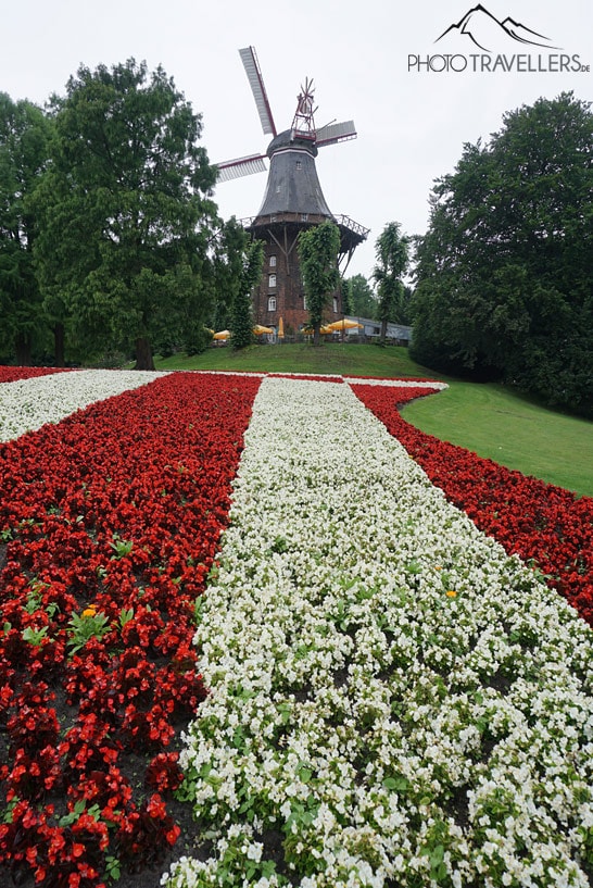Rote und weiße Blumen im Vordergrund, dahinter die Windmühle in den Wallanlagen in Bremen