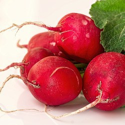 ridiche radish radis ravanello rábano Radieschen gokid legume ordonate alfabetic