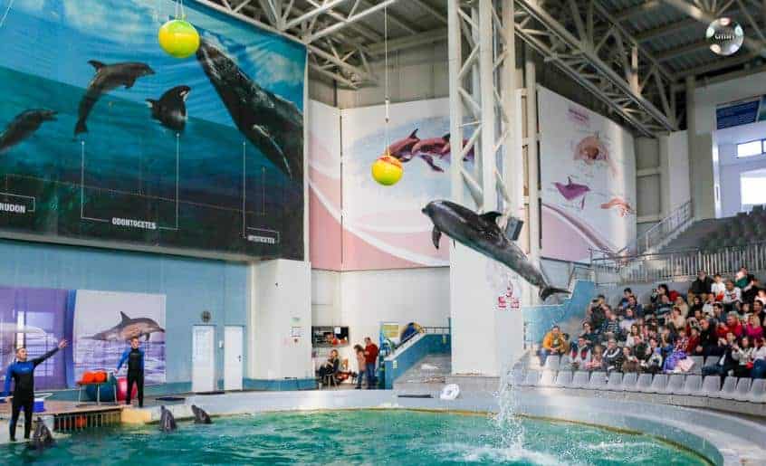unde iesim cu copilul constanta delfinariu salt delfini