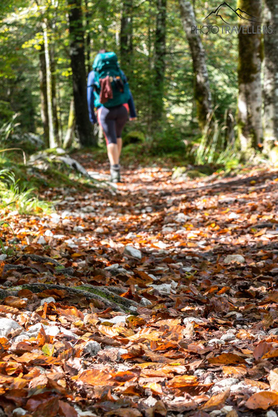 Reisebloggerin Biggi Bauer wandert im Wald auf auf dem Soča Trail