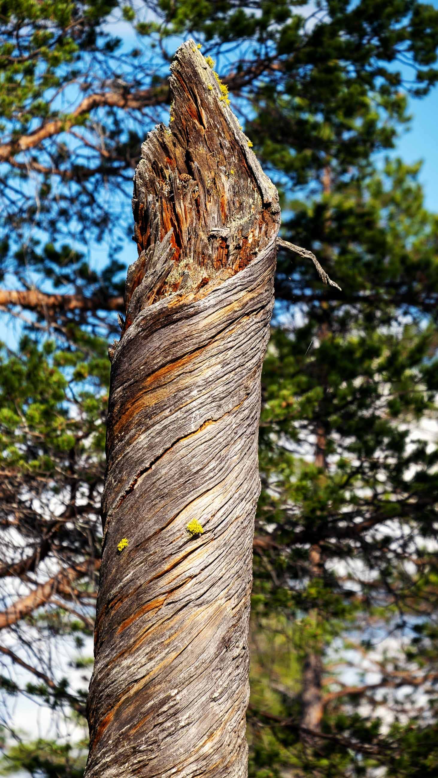 Rogens Naturreservat