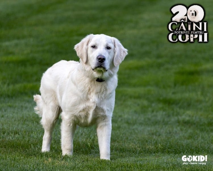 Golden retriever caini pentru familii cu copii