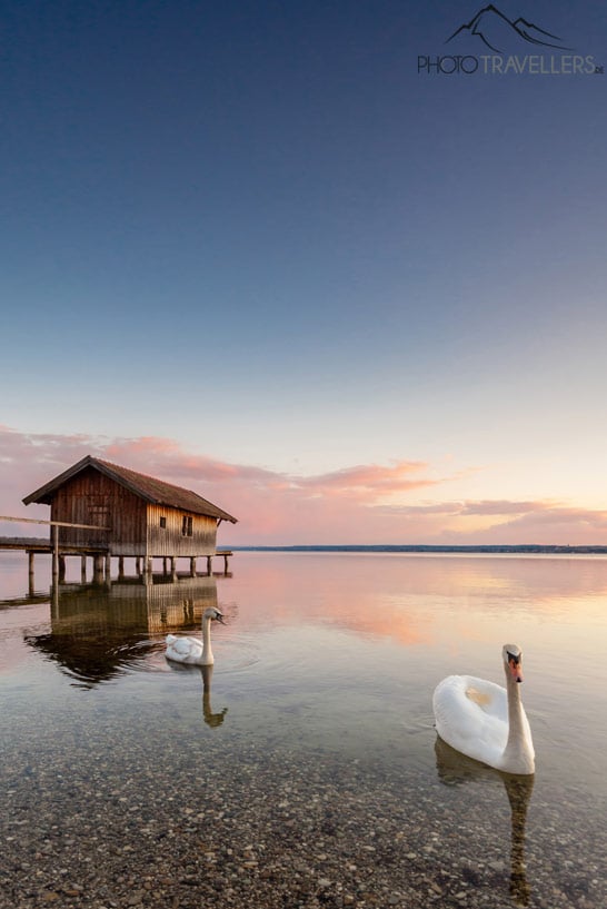 Schwäne vor einem Bootshaus am Ammersee