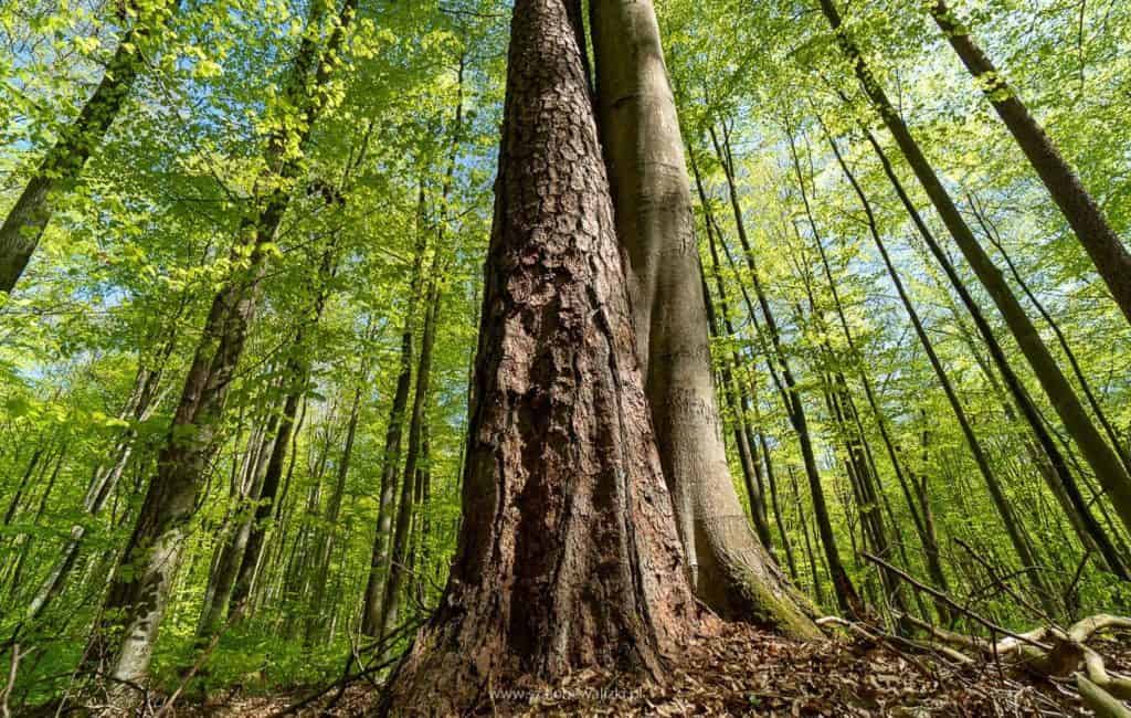 rezerwat sosny taborskiej