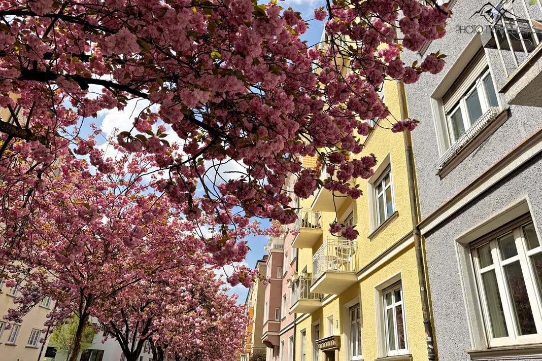 Rose Kirschblüten in der Agnesstraße, München