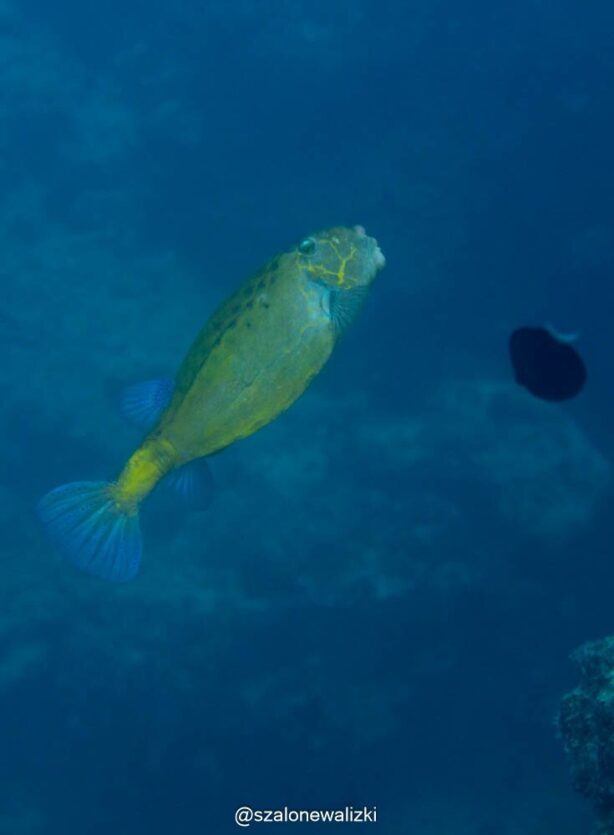 nurkowanie na thulusdoo