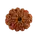 10 Mukhi Rudraksha