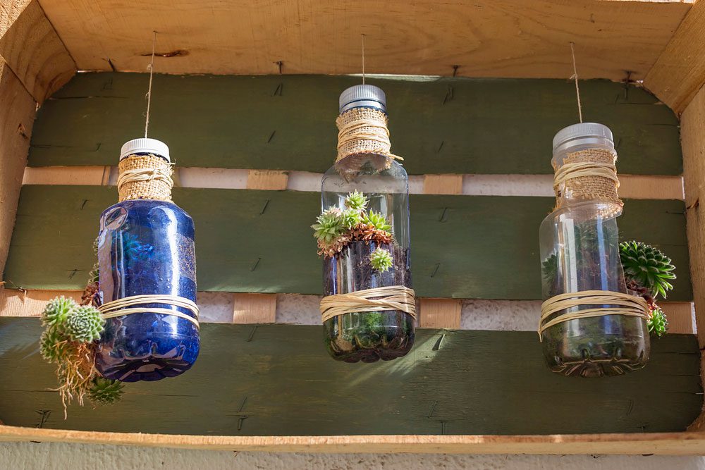 Pflanzen in Flasche in Kiste