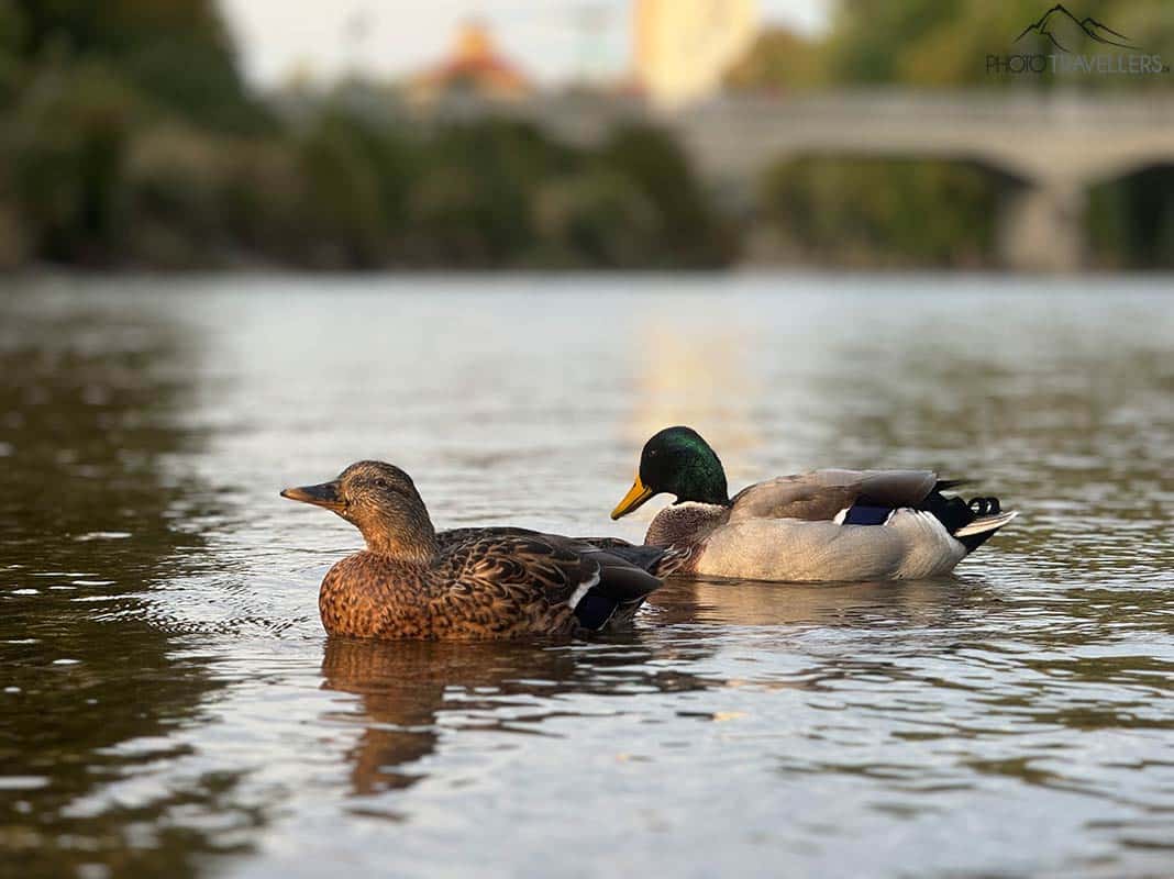 Zwei Enten auf der Isar in München, fotografiert mit dem iPhone 15 Pro Max mit 120 mm Brennweite im Porträt-Modus
