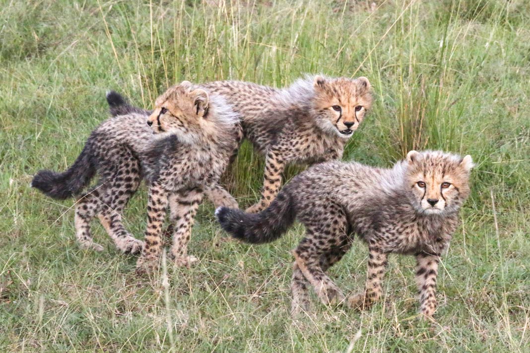 Drei flauschige Geparden-Junge in der Masai Mara
