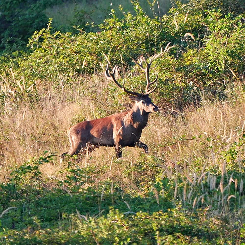 Kroatien – Hirschjagd in geprüften Revieren | JAGD TOTAL Hirschjagd in Kroatien – geprüfte Reviere, klarer Ablauf und transparente Kosten.