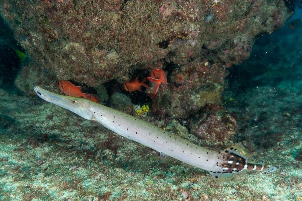 trumpet fish