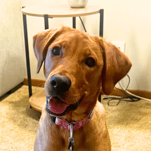Olive, the labrador, puppy training with go anywhere dog® from bloomington, mn