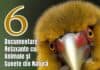6 Documentare Relaxante cu Animale și Sunete din Natură pentru Îmbunătățirea Stării de Bine documentare relaxante cu animale si sunete din natura gokid