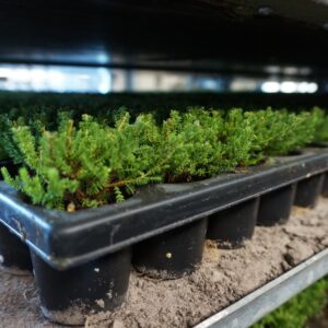 Biodiversity check: Biodiversity management in the DIY sector