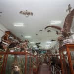 muzeul zoologic cluj-napoca pasari muzeul zoologic cluj-napoca pasari