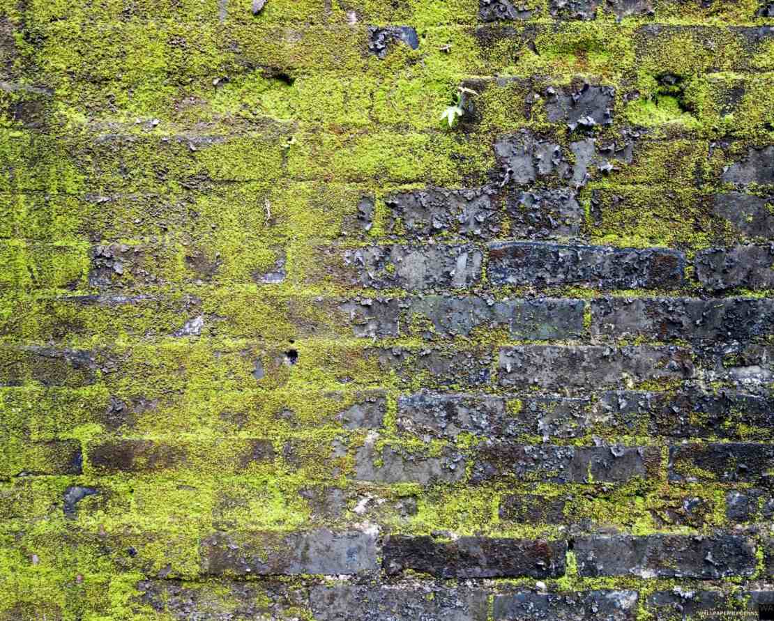 Mossy-Brick-Wall