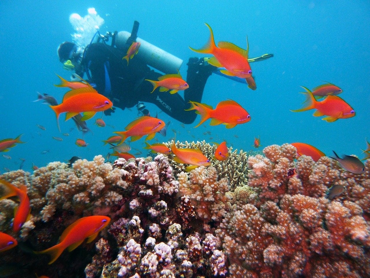 Diving at the Islands of Mozambique