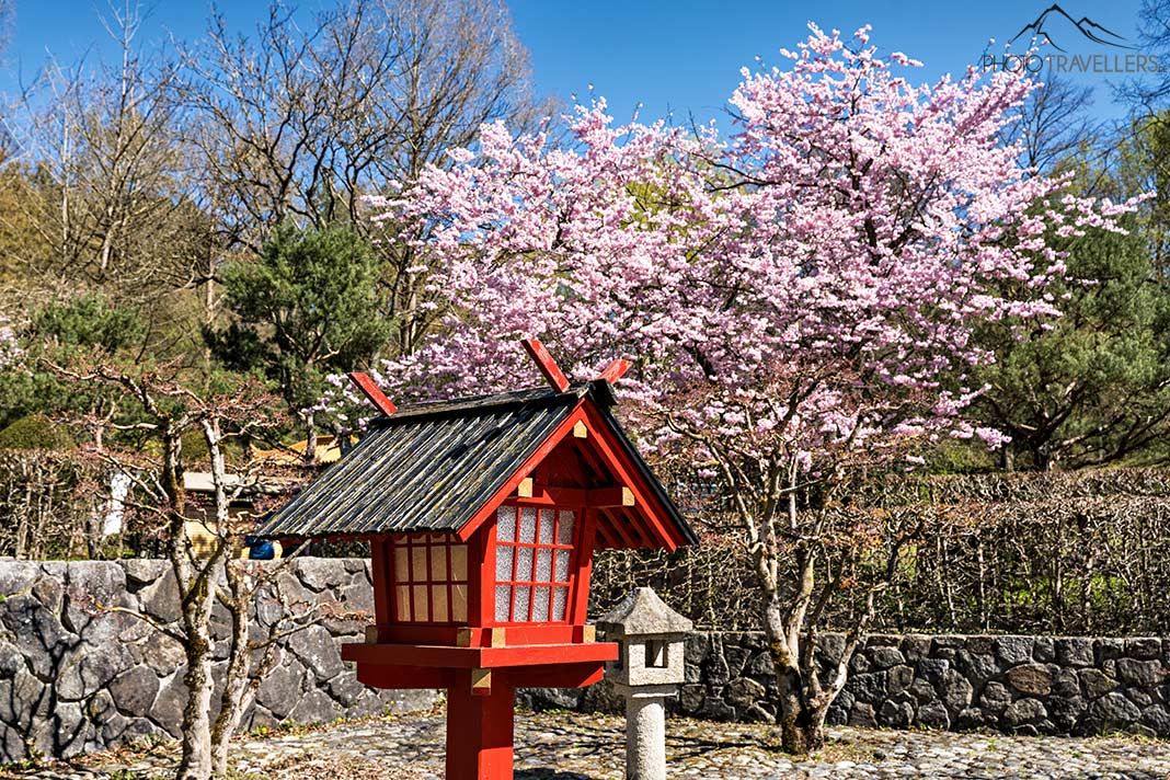 Japanischer Garten mit rosa Kirschbaum im Westpark, München