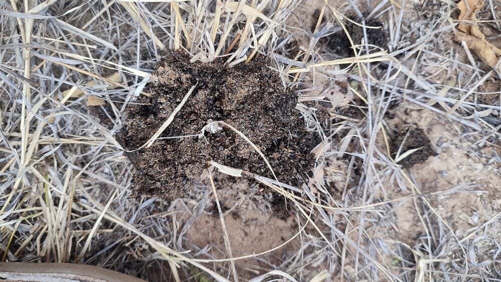 old-pangolin-scat Old ground pangolin scat in the kalahari