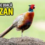 Cum se joacă FAZAN cum se joaca fazan