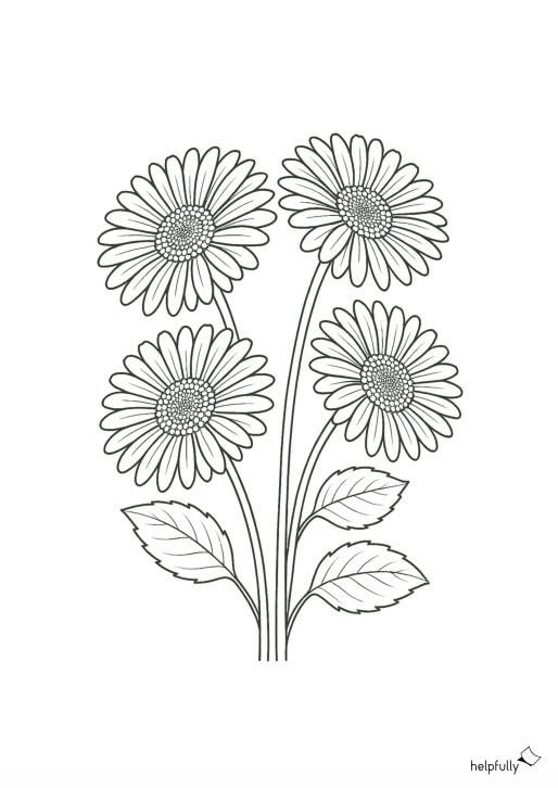 Gerberas - Blumen zum Ausdrucken und Ausmalen