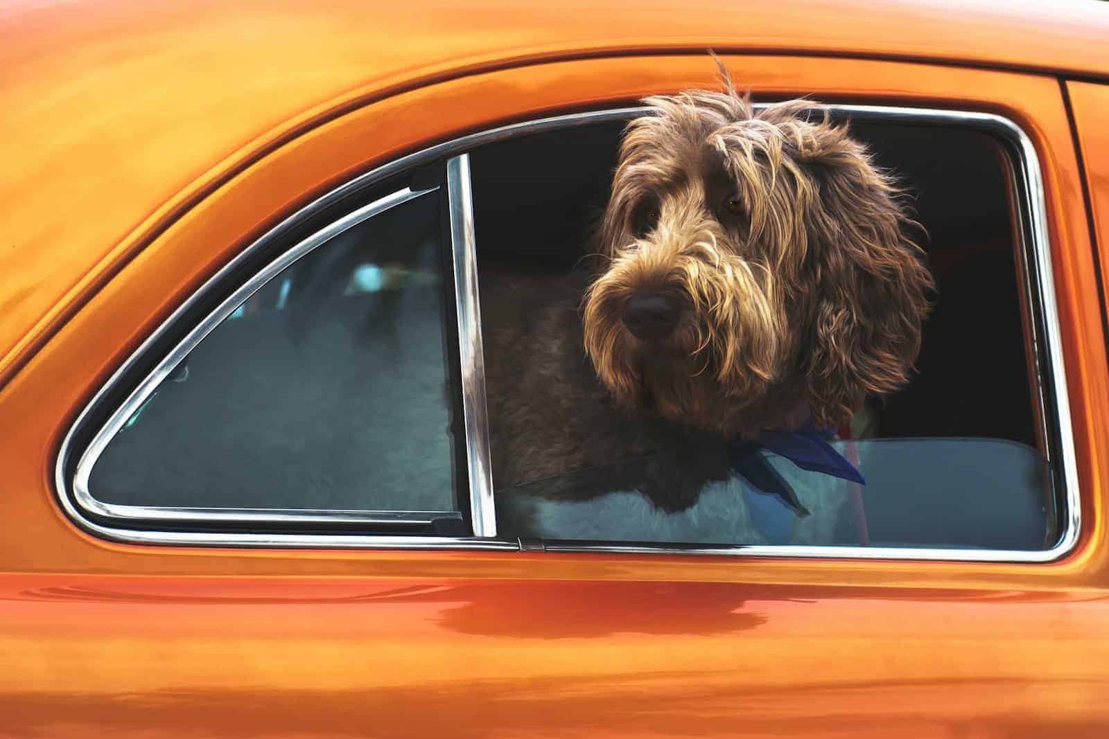 Kadence Gallery Block Guide for Beginners 9 long-coated brown dog staring on vehicle window