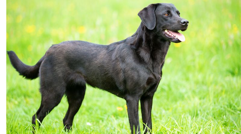 Black Labrador Retriever
