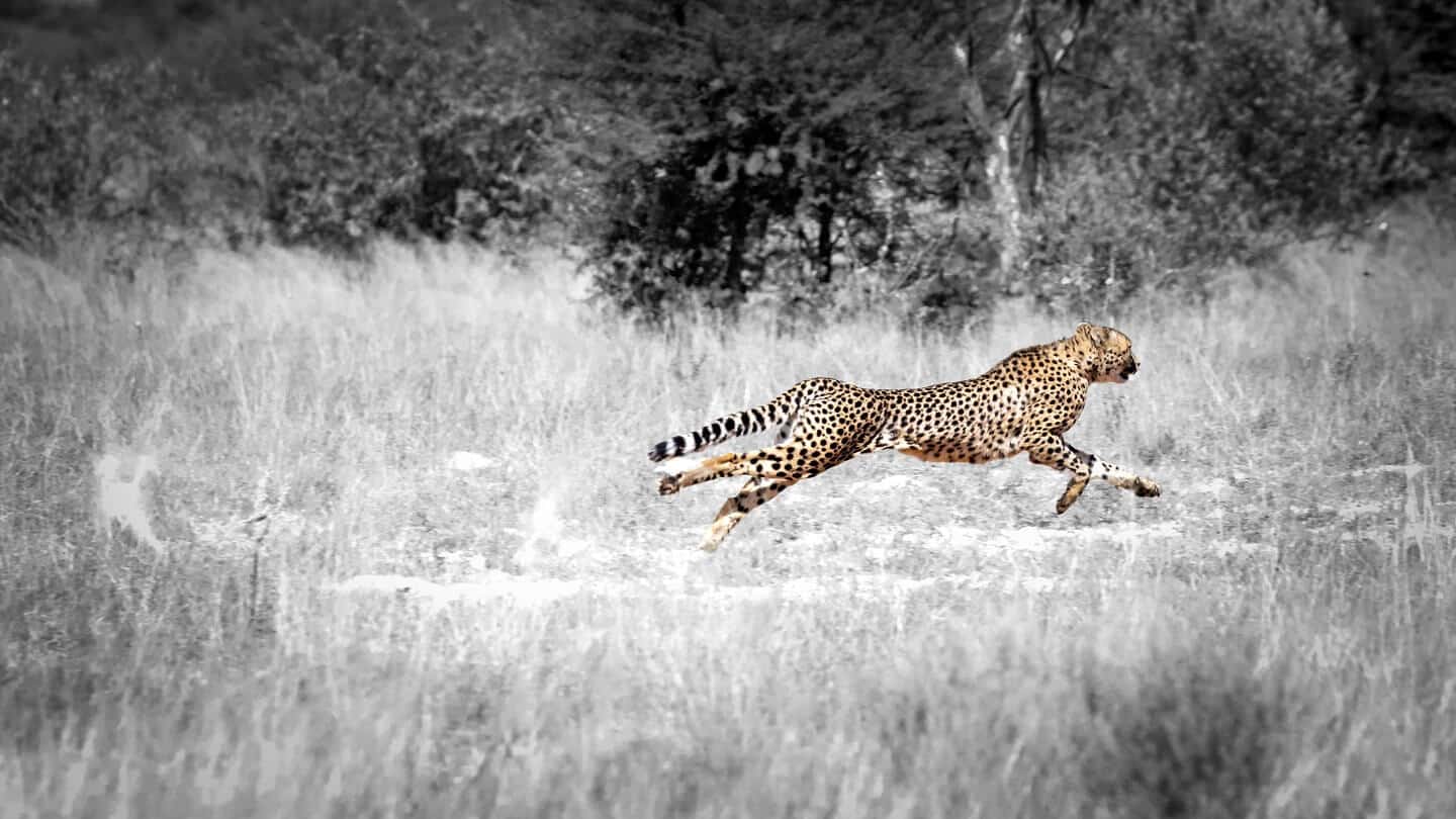 Cheetah-sprinting Cheetah sprinting across the Kalahari plain, chasing prey