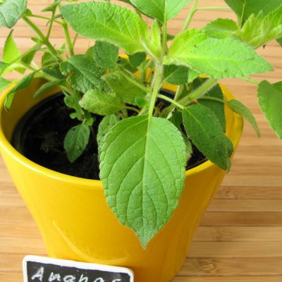 Kräuter Ananas-Salbei-web