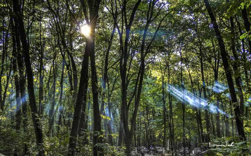 Păduri Bucureşti Padurea Pustnicul Păduri Bucureşti Padurea Pustnicul